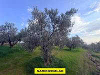 Resim13452